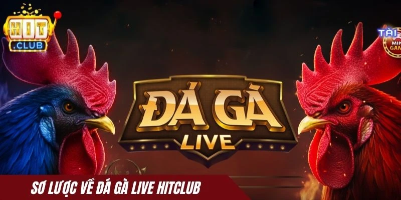 Sơ lược về Đá gà live Hitclub
